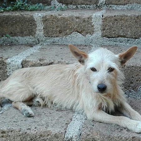 شقة رونسيجليونى  في La Vecchia Mola المظهر الخارجي الصورة