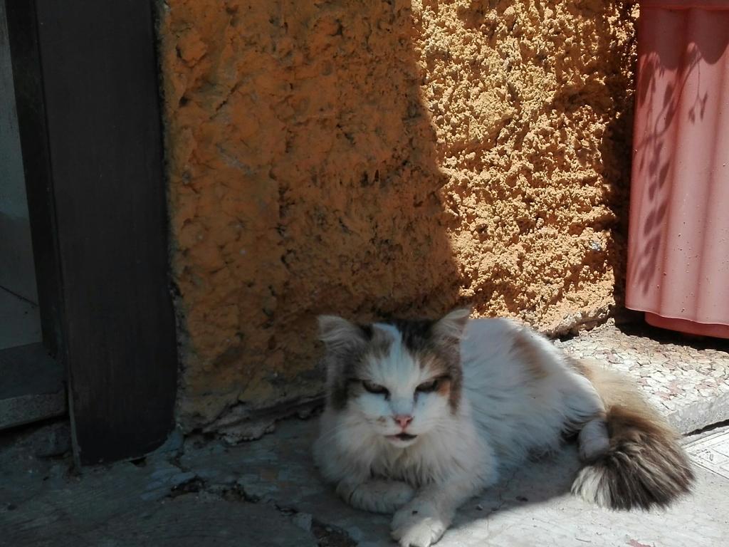 شقة رونسيجليونى  في La Vecchia Mola المظهر الخارجي الصورة